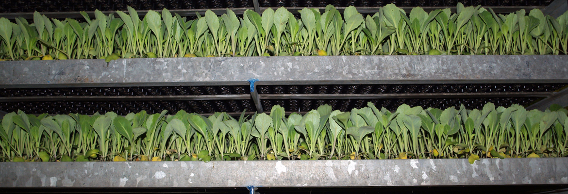 koolplantjes in de rekken bij De Kerkmeer